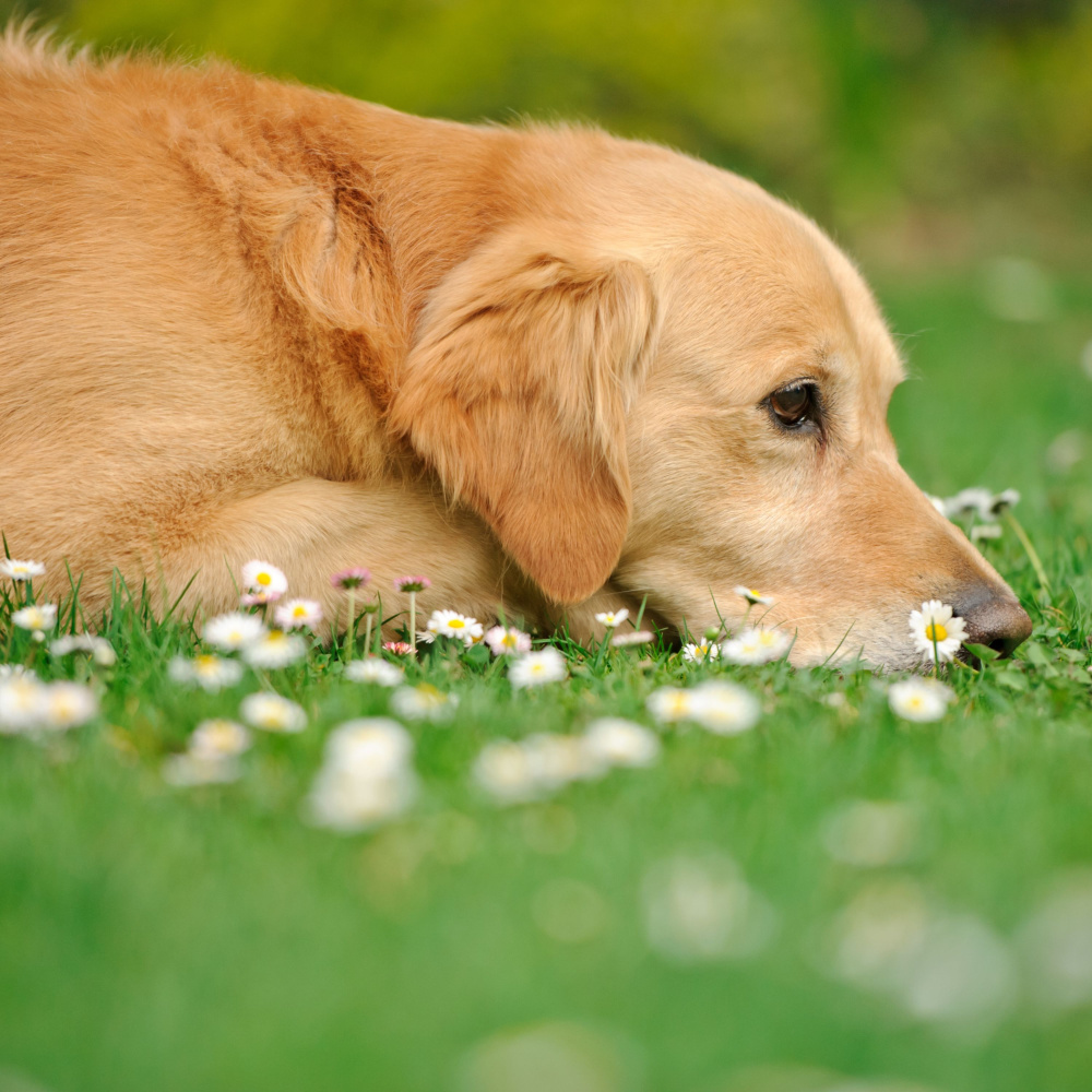 Serene Dog Echoes