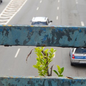 ดาวน์โหลดและฟังเพลง Flor No Caminho พร้อมเนื้อเพลงจาก Anna Moura