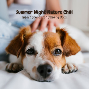 Summer Night Nature Chill: Insect Sounds for Calming Dogs dari Chill My Pooch