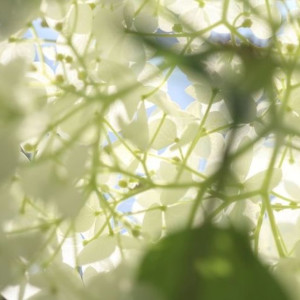 收聽leeroy9k的sementinha歌詞歌曲