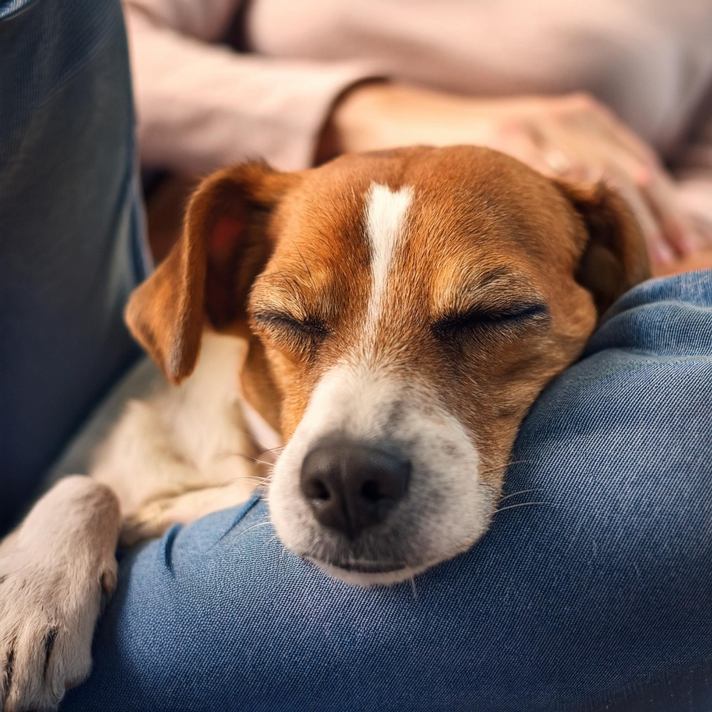 Tranquila Armonía Canina