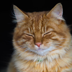 Meowsical Jazz Piano Symphony: Peaceful Cat Purring Moments dari Cats Music Zone