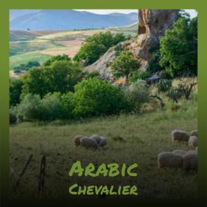 Album Arabic Chevalier from Dema Leopa