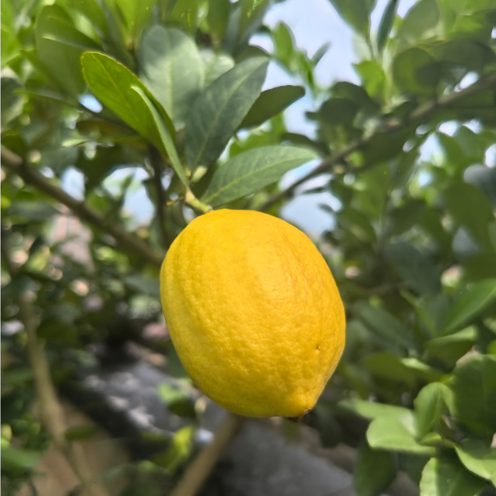 方树