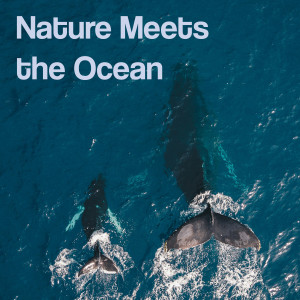 Sea Of Waves的專輯Nature Meets the Ocean