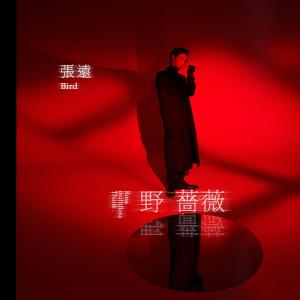 收听张远的野蔷薇 (Off Vocal)歌词歌曲