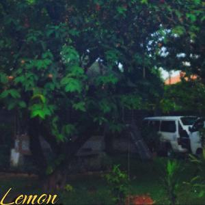 Lemon的專輯17 (Explicit)