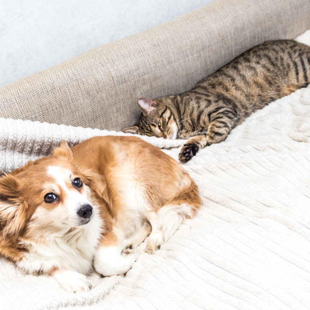 Ambient Pet Calmness