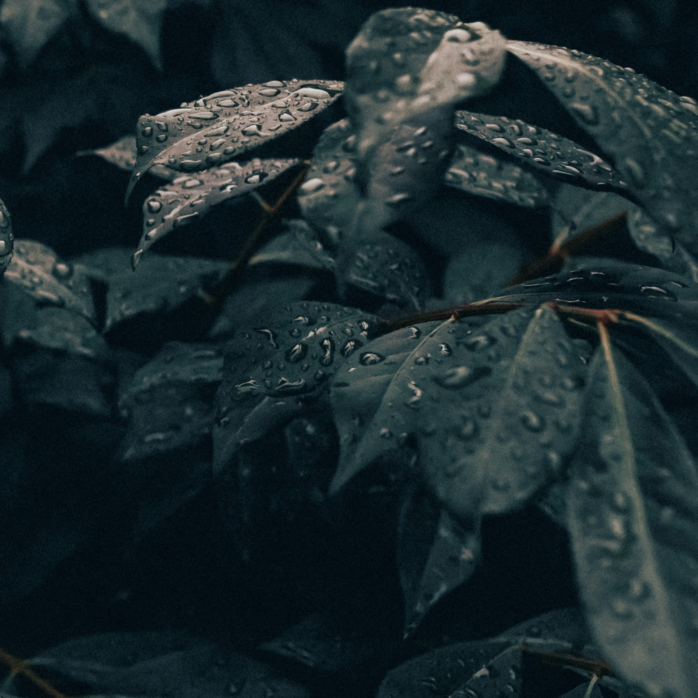 Mossy Murmurs