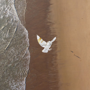 Album I Dream from Symbiøse