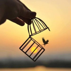 Album Freedom from Leyla