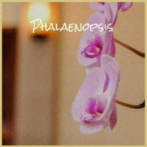 ดาวน์โหลดและฟังเพลง Phalaenopsis พร้อมเนื้อเพลงจาก Lorae Micky