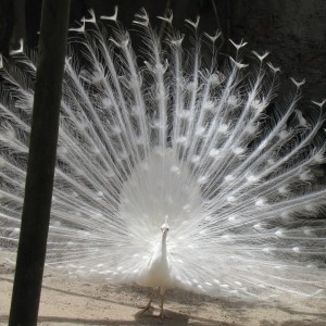 อัลบัม Hope is the thing with feathers (poem by Emily Dickinson) ศิลปิน Solarie