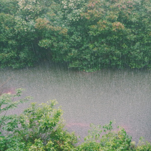 Listen to Forest Rain song with lyrics from wedOcean