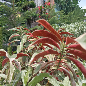 收听cindy的Ise Be Nampuna Au歌词歌曲