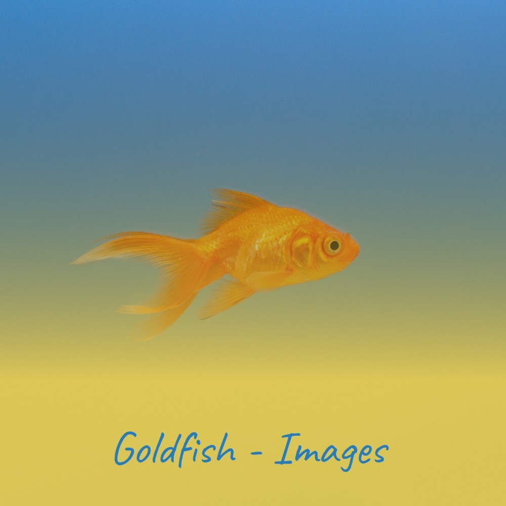 Goldfish - Images Set 2 No.1