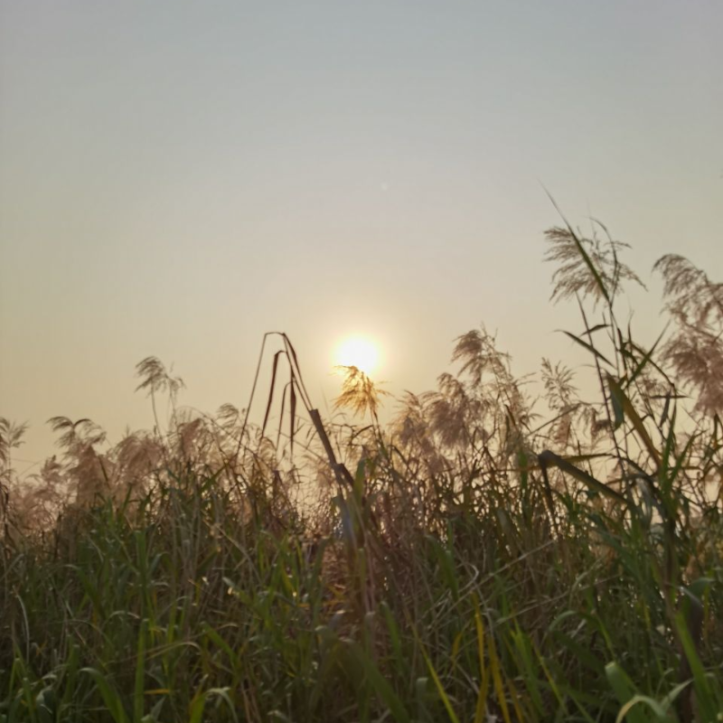 AUROUS