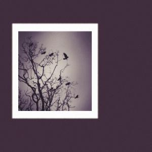 ดาวน์โหลดและฟังเพลง To The Crows พร้อมเนื้อเพลงจาก The Midnight Preachers