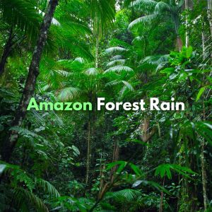 ดาวน์โหลดและฟังเพลง Rain Sounds in the Amazon พร้อมเนื้อเพลงจาก The Sound of the Rain