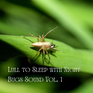 Lull to Sleep with Night Bugs Sound Vol. 1