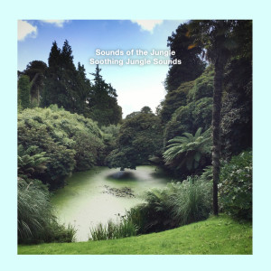 Sounds of the Jungle的专辑Soothing Jungle Sounds