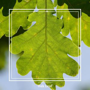 Oak Leaf dari SerenitySounds