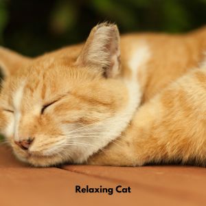 Sleep Meditation Dream Catcher的專輯Relaxing Cat