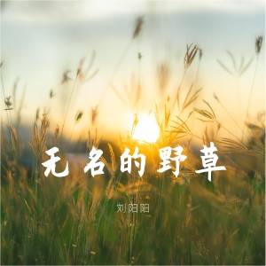 อัลบัม 无名的野草 ศิลปิน 刘阳阳