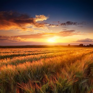 อัลบัม Relajación Relajante: Patrones De Tonos Pacíficos ศิลปิน Espacios Relajantes