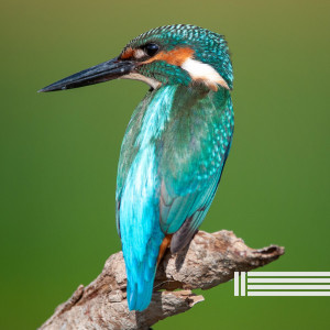 Album Pleasant Birds Sounds oleh Birds In The Forest