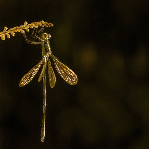 Album Uçurtma from Eva