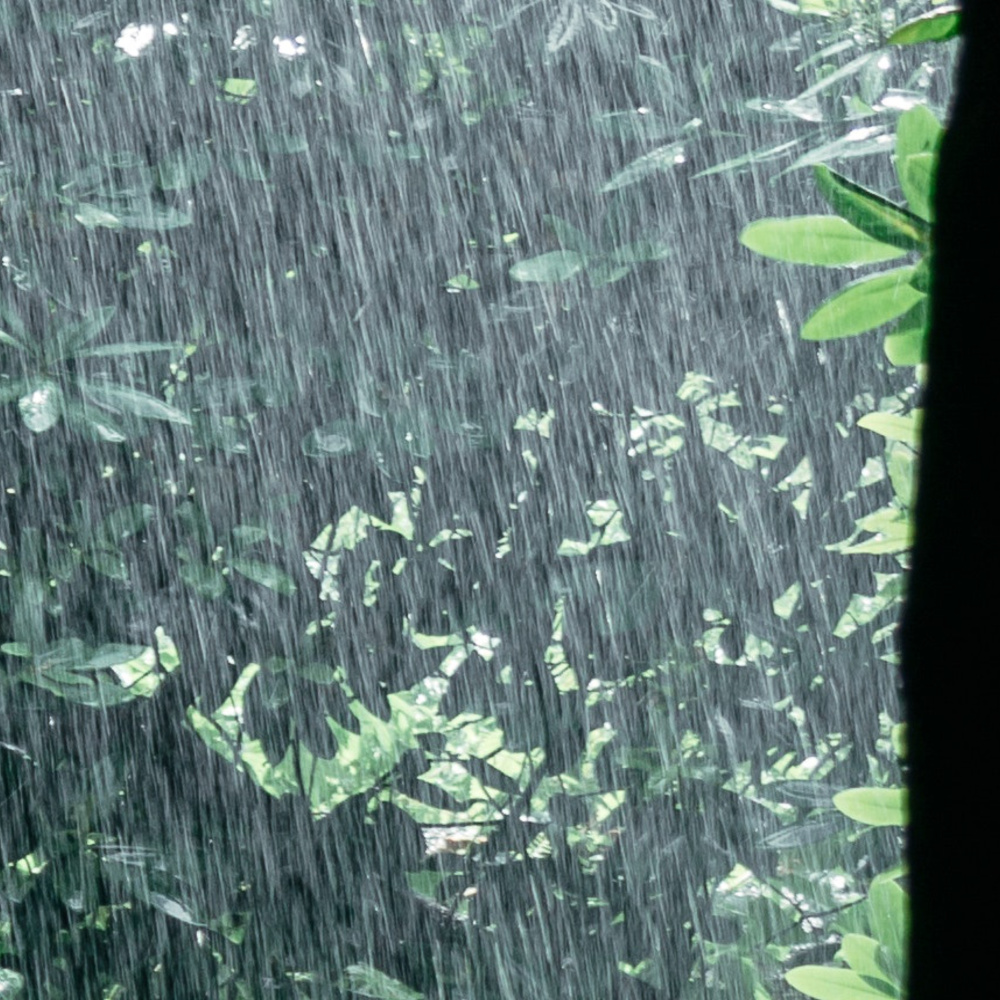 Rain Meditation in the Forest