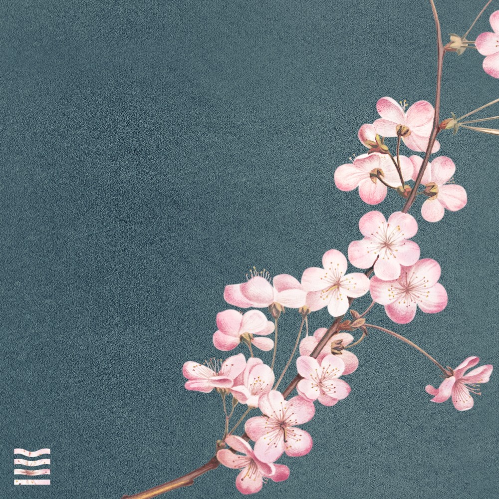 Cherry Blossom