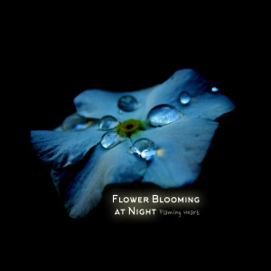 Listen to 밤에 피는 꽃 A Dream Of Heaven song with lyrics from 불꽃심장