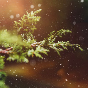 Dengarkan Mary's Boy Child (Boney M - Christmas Version) lagu dari Bobby Farrell dengan lirik