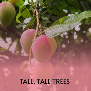 ดาวน์โหลดและฟังเพลง Tall, Tall Trees พร้อมเนื้อเพลงจาก George Jones