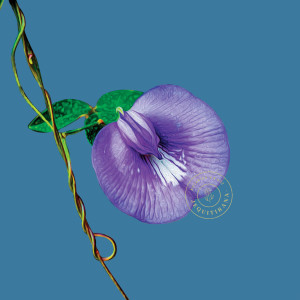 收聽Rebecca Nora的Pandora歌詞歌曲