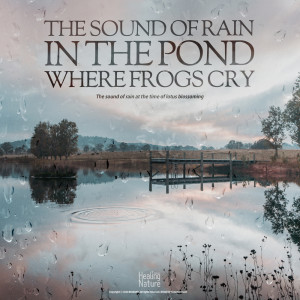 Album 개구리가 우는 연못에 내리는 빗소리 The sound of rain in the pond where frogs cry from 