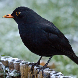 ดาวน์โหลดและฟังเพลง Blackbird Song พร้อมเนื้อเพลงจาก Ambiance