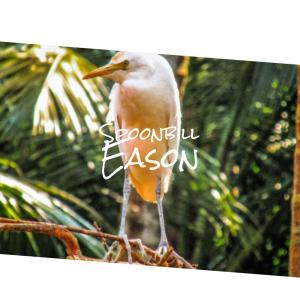 收听Elok的Spoonbill Eason歌词歌曲