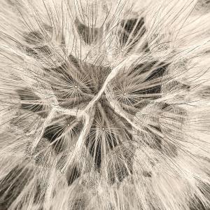 收聽Insensatus的MISSION STAYED THE SAME (Explicit)歌詞歌曲