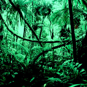 Listen to Jungle (Freestyle) (Explicit) song with lyrics from Seedy