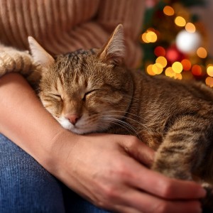 Gatos somnolientos的專輯Música Para Momentos Acogedores Con Los Gatos