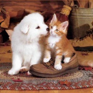 ดาวน์โหลดและฟังเพลง We Wish You A Merry Christmas พร้อมเนื้อเพลงจาก Singing Cats And Dogs