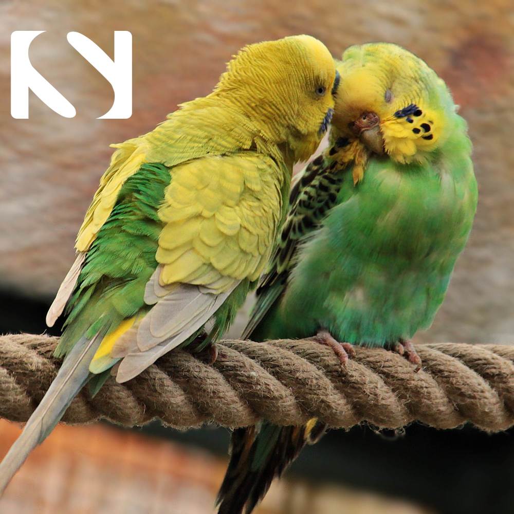 Beautiful Singing (Bird Sounds)