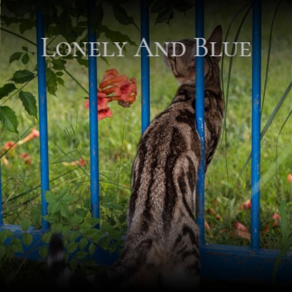 Lonely and Blue