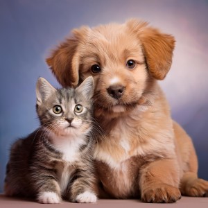 ดาวน์โหลดและฟังเพลง Tonos Suaves Para El Bienestar De Las Mascotas พร้อมเนื้อเพลงจาก Siente la alegría