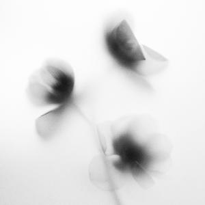 收聽Tuneit的afsos (slowed + reverb)歌詞歌曲