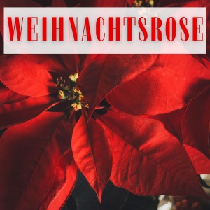 อัลบัม Weihnachtsrose ศิลปิน Various Artists