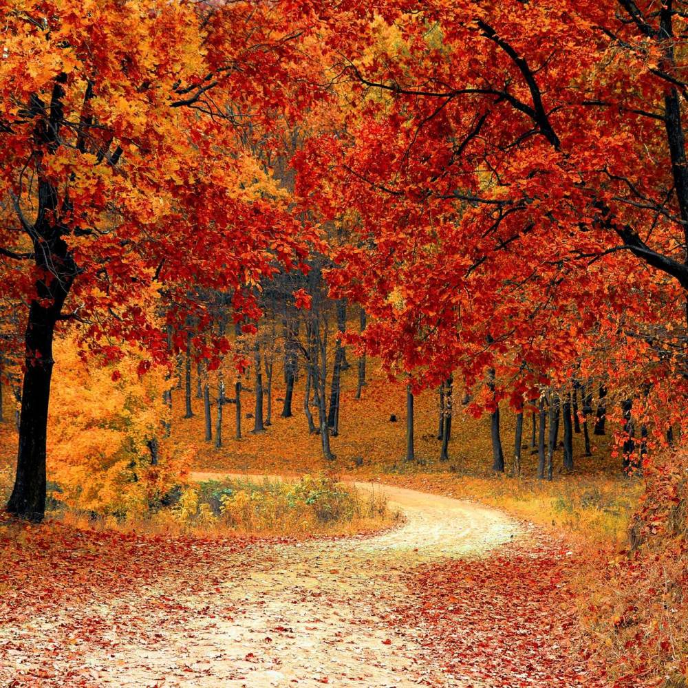 Autumn Road